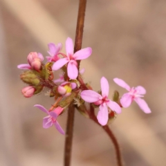 Stylidium graminifolium (Grass Triggerplant) at Bruce Ridge - 22 Oct 2023 by ConBoekel