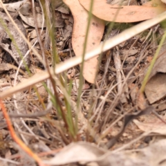 Stylidium graminifolium at Bruce Ridge - 23 Oct 2023 08:46 AM