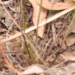 Stylidium graminifolium at Bruce Ridge - 23 Oct 2023