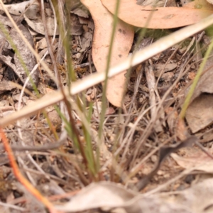 Stylidium graminifolium at Bruce Ridge - 23 Oct 2023