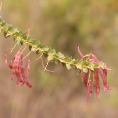 Acacia pravissima (Wedge-leaved Wattle, Ovens Wattle) at Bruce Ridge to Gossan Hill - 22 Oct 2023 by ConBoekel