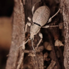 Merimnetes oblongus (Radiata pine shoot weevil) at Bruce Ridge - 22 Oct 2023 by ConBoekel