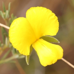 Gompholobium huegelii (pale wedge–pea) at Bruce Ridge - 23 Oct 2023 by ConBoekel