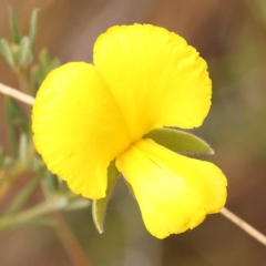 Gompholobium huegelii (pale wedge–pea) at Bruce Ridge - 23 Oct 2023 by ConBoekel