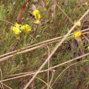 Gompholobium huegelii at Bruce Ridge to Gossan Hill - 23 Oct 2023 08:47 AM