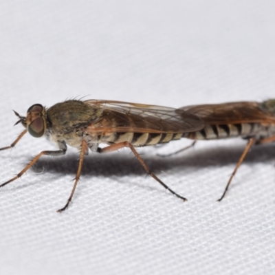 Anabarhynchus sp. (genus) (Stiletto Fly (Sub-family Therevinae)) at Jerrabomberra, NSW - 11 Dec 2023 by DianneClarke