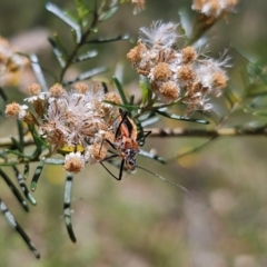 Gminatus australis (Orange assassin bug) at Anembo, NSW - 17 Dec 2023 by Csteele4