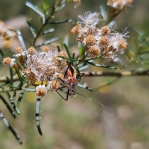 Gminatus australis at Anembo, NSW - 17 Dec 2023