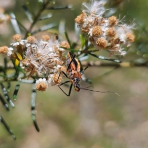 Gminatus australis at Anembo, NSW - 17 Dec 2023