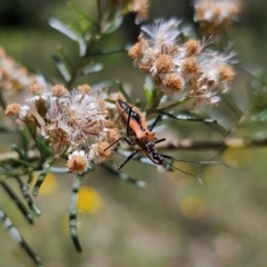 Gminatus australis at Anembo, NSW - 17 Dec 2023