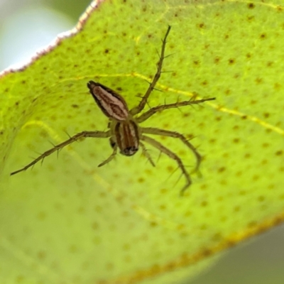Oxyopes sp. (genus) (Lynx spider) at Braidwood, NSW - 17 Dec 2023 by Hejor1