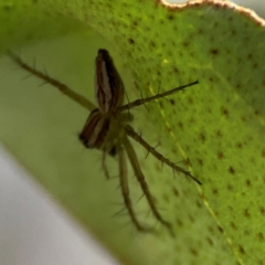 Oxyopes sp. (genus) at QPRC LGA - 17 Dec 2023