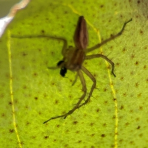 Oxyopes sp. (genus) at QPRC LGA - 17 Dec 2023