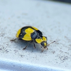 Illeis galbula (Fungus-eating Ladybird) at Braidwood, NSW - 17 Dec 2023 by Hejor1