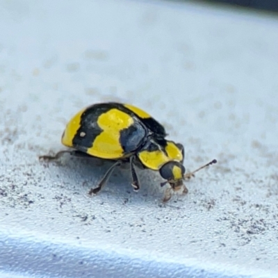 Illeis galbula (Fungus-eating Ladybird) at QPRC LGA - 17 Dec 2023 by Hejor1