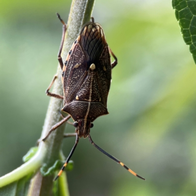 Omyta centrolineata (Centreline Shield Bug) at Braidwood, NSW - 17 Dec 2023 by Hejor1