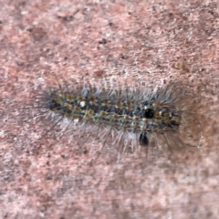 Unidentified Tiger moth (Arctiinae) at QPRC LGA - 17 Dec 2023 by Hejor1