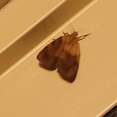 Unidentified Noctuoid moth (except Arctiinae) at Nambucca Heads, NSW - 17 Dec 2023 by trevorpreston