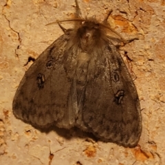 Leptocneria reducta (White Cedar Moth) at Nambucca Heads, NSW - 17 Dec 2023 by trevorpreston