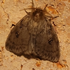 Unidentified Moth (Lepidoptera) at Nambucca Heads, NSW - 17 Dec 2023 by trevorpreston