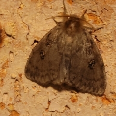 Leptocneria reducta at Nambucca Heads, NSW - 17 Dec 2023 09:05 PM
