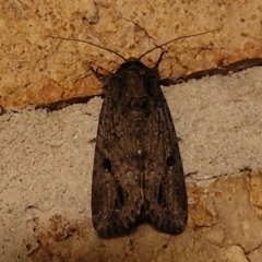 Unverified Moth (Lepidoptera) at Nambucca Heads, NSW - 17 Dec 2023 by trevorpreston