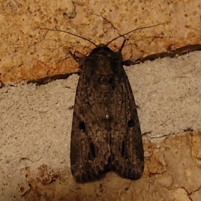 Unidentified Moth (Lepidoptera) at Nambucca Heads, NSW - 17 Dec 2023 by trevorpreston