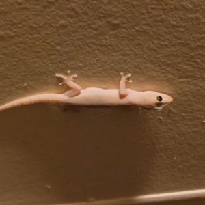 Hemidactylus frenatus at Nambucca Heads, NSW - 17 Dec 2023