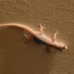 Hemidactylus frenatus at Nambucca Heads, NSW - 17 Dec 2023