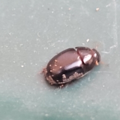 Unidentified Beetle (Coleoptera) at Nambucca Heads, NSW - 17 Dec 2023 by trevorpreston