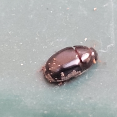 Unidentified Beetle (Coleoptera) at Nambucca Heads, NSW - 17 Dec 2023 by trevorpreston