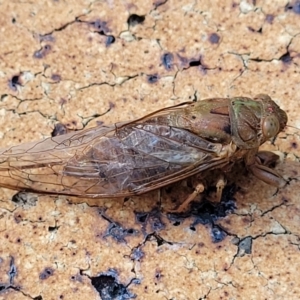 Birrima castanea at Nambucca Heads, NSW - 17 Dec 2023 04:44 PM