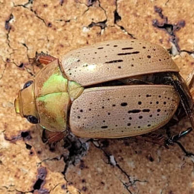 Anoplognathus porosus (Porosus Christmas beetle) at Nambucca Heads, NSW - 17 Dec 2023 by trevorpreston