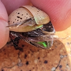 Anoplognathus porosus at Nambucca Heads, NSW - 17 Dec 2023