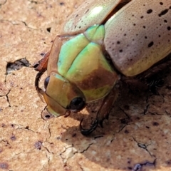 Anoplognathus porosus at Nambucca Heads, NSW - 17 Dec 2023