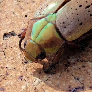 Anoplognathus porosus at Nambucca Heads, NSW - 17 Dec 2023