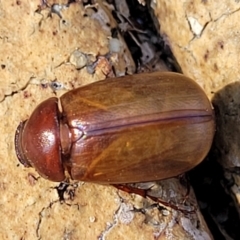 Unidentified Scarab beetle (Scarabaeidae) at Nambucca Heads, NSW - 17 Dec 2023 by trevorpreston