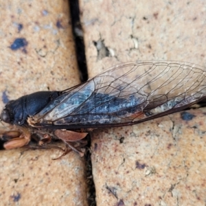 Birrima castanea at Nambucca Heads, NSW - 17 Dec 2023 04:42 PM