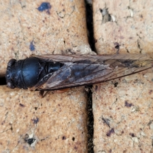 Birrima castanea at Nambucca Heads, NSW - 17 Dec 2023 04:42 PM