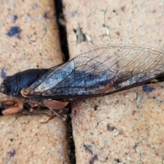 Birrima castanea at Nambucca Heads, NSW - 17 Dec 2023 04:42 PM