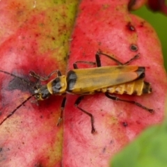 Chauliognathus imperialis (Imperial Soldier Beetle) at Braemar - 10 Dec 2023 by Curiosity