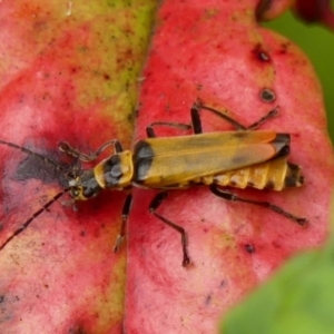 Chauliognathus imperialis at Wingecarribee Local Government Area - 10 Dec 2023