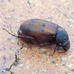 Unidentified Scarab beetle (Scarabaeidae) at Nambucca Heads, NSW - 17 Dec 2023 by trevorpreston