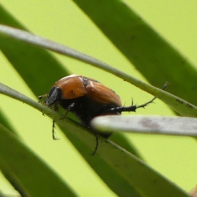 Phyllotocus ruficollis (Nectar scarab) at Braemar - 12 Dec 2023 by Curiosity