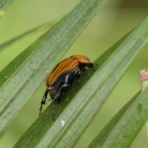 Phyllotocus ruficollis at Wingecarribee Local Government Area - 12 Dec 2023