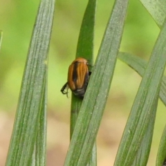 Phyllotocus ruficollis at Wingecarribee Local Government Area - 12 Dec 2023