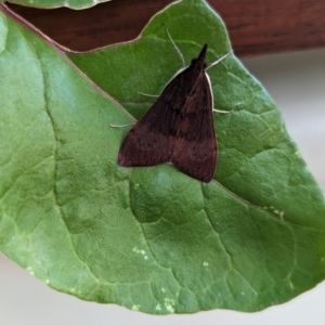 Uresiphita ornithopteralis at Holder, ACT - 8 Dec 2023