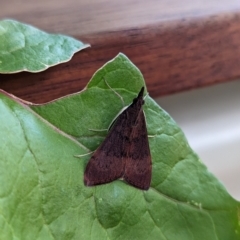 Uresiphita ornithopteralis at Holder, ACT - 8 Dec 2023 05:29 PM