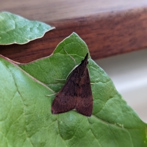 Uresiphita ornithopteralis at Holder, ACT - 8 Dec 2023