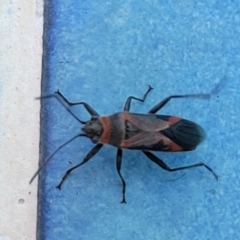 Unidentified True bug (Hemiptera, Heteroptera) at Nambucca Heads, NSW - 17 Dec 2023 by trevorpreston